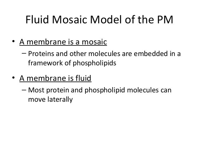 plasma membrane phospholipid model