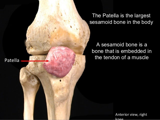 Slideshow: Patella