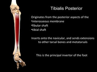 Posterior Tibia Function Tibialis Posterior Muscle Origin And Insertion