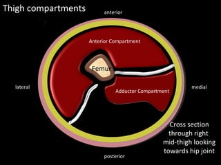 Femur
Septa
Septa
Thigh compartments
medial
lateral
posterior
anterior
Cross section
through right
mid-thigh looking
towards hip joint
Anterior / Extensor
compartment
Anterior Compartment
Adductor Compartment
 