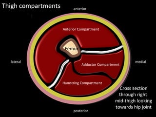 Femur
Septa
Septa
Thigh compartments
medial
lateral
posterior
anterior
Cross section
through right
mid-thigh looking
towards hip joint
Anterior / Extensor
compartment
Anterior Compartment
Adductor Compartment
Hamstring Compartment
 