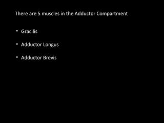 There are 5 muscles in the Adductor Compartment
• Gracilis
• Adductor Longus
• Adductor Brevis
 