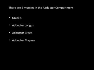 There are 5 muscles in the Adductor Compartment
• Gracilis
• Adductor Longus
• Adductor Brevis
• Adductor Magnus
 