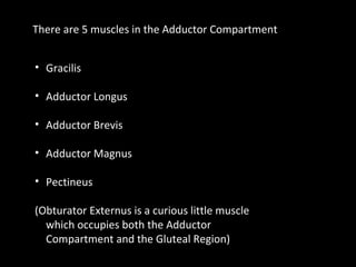 There are 5 muscles in the Adductor Compartment
• Gracilis
• Adductor Longus
• Adductor Brevis
• Adductor Magnus
• Pectineus
(Obturator Externus is a curious little muscle
which occupies both the Adductor
Compartment and the Gluteal Region)
 