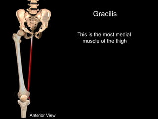Gracilis
This is the most medial
muscle of the thigh
Anterior View
 