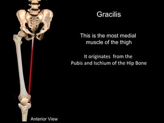 Gracilis
This is the most medial
muscle of the thigh
Anterior View
It originates from the
Pubis and Ischium of the Hip Bone
 