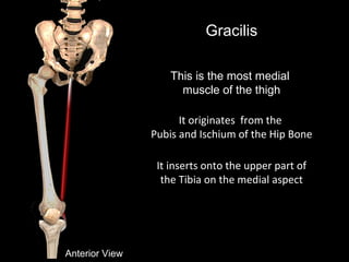 Gracilis
This is the most medial
muscle of the thigh
Anterior View
It originates from the
Pubis and Ischium of the Hip Bone
It inserts onto the upper part of
the Tibia on the medial aspect
 