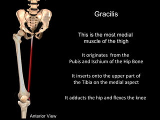 Gracilis
This is the most medial
muscle of the thigh
Anterior View
It originates from the
Pubis and Ischium of the Hip Bone
It inserts onto the upper part of
the Tibia on the medial aspect
It adducts the hip and flexes the knee
 