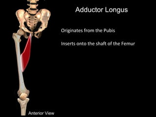 Adductor Longus
Anterior View
Originates from the Pubis
Inserts onto the shaft of the Femur
 