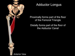 Proximally forms part of the floor
of the Femoral Triangle
Distally forms part of the floor of
the Adductor Canal
Adductor Longus
Anterior View
 