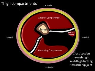Femur
Septa
Septa
Thigh compartments
medial
lateral
posterior
anterior
Cross section
through right
mid-thigh looking
towards hip joint
Anterior / Extensor
compartment
Anterior Compartment
Hamstring Compartment
Adductor
Adductor
Longus
Longus
 