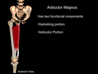 Adductor Magnus
Has two functional components
•Hamstring portion
•Adductor Portion
Anterior View
 