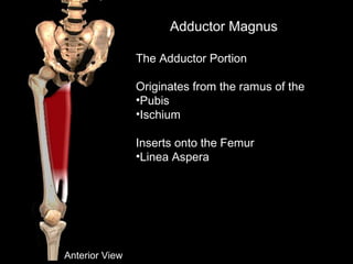 Adductor Magnus
The Adductor Portion
Originates from the ramus of the
•Pubis
•Ischium
Inserts onto the Femur
•Linea Aspera
Anterior View
 