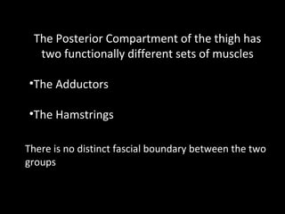 The Posterior Compartment of the thigh has
two functionally different sets of muscles
•The Adductors
•The Hamstrings
There is no distinct fascial boundary between the two
groups
 