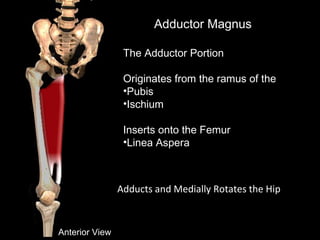 Adductor Magnus
The Adductor Portion
Originates from the ramus of the
•Pubis
•Ischium
Inserts onto the Femur
•Linea Aspera
Anterior View
Adducts and Medially Rotates the Hip
 