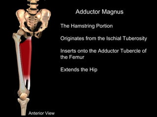 Adductor Magnus
The Hamstring Portion
Originates from the Ischial Tuberosity
Inserts onto the Adductor Tubercle of
the Femur
Extends the Hip
Anterior View
 