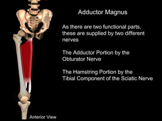 Adductor Magnus
As there are two functional parts,
these are supplied by two different
nerves
The Adductor Portion by the
Obturator Nerve
The Hamstring Portion by the
Tibial Component of the Sciatic Nerve
Anterior View
 