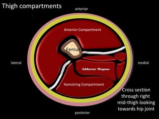 Femur
Septa
Septa
Thigh compartments
medial
lateral
posterior
anterior
Cross section
through right
mid-thigh looking
towards hip joint
Anterior / Extensor
compartment
Anterior Compartment
Hamstring Compartment
Adductor Magnus
Adductor Magnus
 
