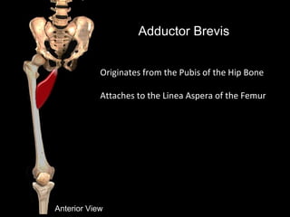 Adductor Brevis
Anterior View
Originates from the Pubis of the Hip Bone
Attaches to the Linea Aspera of the Femur
 