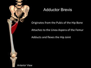 Adductor Brevis
Anterior View
Originates from the Pubis of the Hip Bone
Attaches to the Linea Aspera of the Femur
Adducts and flexes the Hip Joint
 
