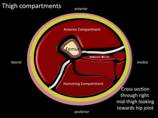Femur
Septa
Septa
Thigh compartments
medial
lateral
posterior
anterior
Cross section
through right
mid-thigh looking
towards hip joint
Anterior / Extensor
compartment
Anterior Compartment
Hamstring Compartment
Adductor Brevis
Adductor Brevis
 