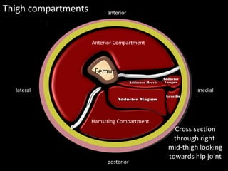 Femur
Septa
Septa
Thigh compartments
medial
lateral
posterior
anterior
Cross section
through right
mid-thigh looking
towards hip joint
Anterior / Extensor
compartment
Anterior Compartment
Hamstring Compartment
Adductor Magnus
Adductor Magnus
Adductor Brevis
Adductor Brevis
Adductor
Adductor
Longus
Longus
Gracilis
Gracilis
 