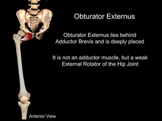Obturator Externus
Anterior View
Obturator Externus lies behind
Adductor Brevis and is deeply placed
It is not an adductor muscle, but a weak
External Rotator of the Hip Joint
 