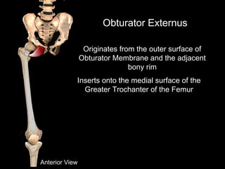 Obturator Externus
Anterior View
Originates from the outer surface of
Obturator Membrane and the adjacent
bony rim
Inserts onto the medial surface of the
Greater Trochanter of the Femur
 