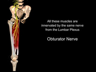All these muscles are
innervated by the same nerve
from the Lumbar Plexus
Obturator Nerve
 
