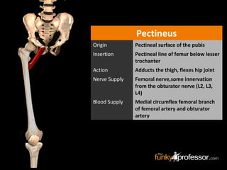 Pectineus
Origin Pectineal surface of the pubis
Insertion Pectineal line of femur below lesser
trochanter
Action Adducts the thigh, flexes hip joint
Nerve Supply Femoral nerve,some innervation
from the obturator nerve (L2, L3,
L4)
Blood Supply Medial circumflex femoral branch
of femoral artery and obturator
artery
 
