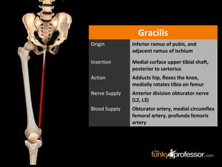 Gracilis
Origin Inferior ramus of pubis, and
adjacent ramus of ischium
Insertion Medial surface upper tibial shaft,
posterior to sartorius
Action Adducts hip, flexes the knee,
medially rotates tibia on femur
Nerve Supply Anterior division obturator nerve
(L2, L3)
Blood Supply Obturator artery, medial circumflex
femoral artery, profunda femoris
artery
 