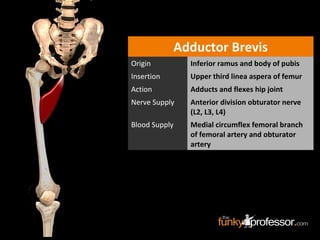 Adductor Brevis
Origin Inferior ramus and body of pubis
Insertion Upper third linea aspera of femur
Action Adducts and flexes hip joint
Nerve Supply Anterior division obturator nerve
(L2, L3, L4)
Blood Supply Medial circumflex femoral branch
of femoral artery and obturator
artery
 