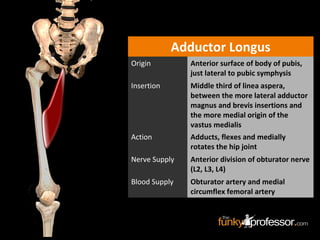 Adductor Longus
Origin Anterior surface of body of pubis,
just lateral to pubic symphysis
Insertion Middle third of linea aspera,
between the more lateral adductor
magnus and brevis insertions and
the more medial origin of the
vastus medialis
Action Adducts, flexes and medially
rotates the hip joint
Nerve Supply Anterior division of obturator nerve
(L2, L3, L4)
Blood Supply Obturator artery and medial
circumflex femoral artery
 