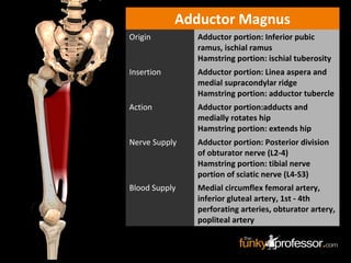 Adductor Magnus
Origin Adductor portion: Inferior pubic
ramus, ischial ramus
Hamstring portion: ischial tuberosity
Insertion Adductor portion: Linea aspera and
medial supracondylar ridge
Hamstring portion: adductor tubercle
Action Adductor portion:adducts and
medially rotates hip
Hamstring portion: extends hip
Nerve Supply Adductor portion: Posterior division
of obturator nerve (L2-4)
Hamstring portion: tibial nerve
portion of sciatic nerve (L4-S3)
Blood Supply Medial circumflex femoral artery,
inferior gluteal artery, 1st - 4th
perforating arteries, obturator artery,
popliteal artery
 