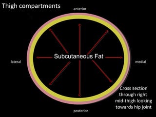 Septa
Septa
Subcutaneous Fat
Thigh compartments
medial
lateral
posterior
anterior
Cross section
through right
mid-thigh looking
towards hip joint
 