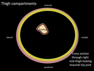 Femur
Septa
Septa
Thigh compartments
medial
lateral
posterior
anterior
Cross section
through right
mid-thigh looking
towards hip joint
 