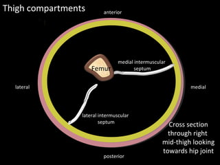 Femur
Septa
Septa
Thigh compartments
medial
lateral
posterior
anterior
Cross section
through right
mid-thigh looking
towards hip joint
medial intermuscular
septum
lateral intermuscular
septum
 