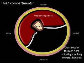 Femur
Septa
Septa
Thigh compartments
medial
lateral
posterior
anterior
Cross section
through right
mid-thigh looking
towards hip joint
Anterior / Extensor
compartment
Anterior Compartment
 