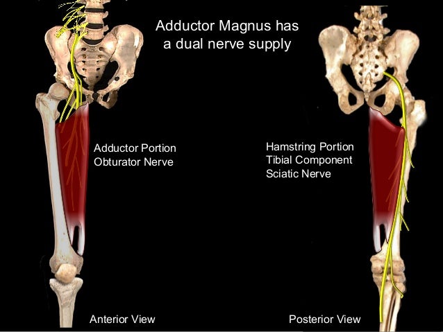 Slideshow: Posterior Thigh Adductors