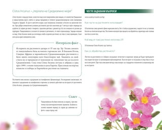 32
Cistus Incanus –„перлата на Средиземно море”
CistusIncanusевидрастение,известноощекатопамуклийкаилилавдан,отсемействоЛавданови
и представлява храст, който се среща предимно в топлите средиземноморски зони (например
Гърция и Турция). То расте най-вече върху сухи планински склонове в богати на магнезий поч-
ви. При добри климатични условия растението достига височина до 1 метър и през периода на
цъфтеж (от април до юни) е покрито с красиви цветове с диаметър 4-6 см в нюанси от розово до
пурпурно. Памуклийката е позната от векове в регионите, от които произхожда. Заради нежния
си вид, Cistus Incanus може да изглежда слабо и крехко растение, но това е само привидно. Скал-
ната роза крие невероятна сила.
Растението има високо съдържание на полифеноли (флавоноиди). Изследвания заключават, че
високото съдържание на полифеноли е причина за силното действие на екстракта от растението
Cistus Incanus, срещащо се в Средиземноморието.
Историята на растението датира от IV век пр. Хр. Тогава смолата
от памуклийката била истински търговски хит. В Близкия Изток,
Северна Африка и европейското Средиземноморие растението е
било много популярно като благотворен чай. Знанията за свой-
ствата му се предавали от поколение на поколение чак до късното
Средновековие. След това Cistus Incanus потъва в забрава и едва
през 1999 г. отново нашумява в цяла Европа. Престижна експертна
комисия го избира за Европейско растение на годината.
Интересен факт
Памуклийката би била полезна за хората, чувстви-
телни към метеорологичните промени. Особено в
есенно-зимния период си струва да заменим ка-
фето с чаша горещ чай.
Съвет
www.academy-lrworld.com/bg/
Кои части на растението използваме?
LRизползвасамоценнитефинонарязанилиста,безстъблаидървесина,защототенесатолкова
богатинаполезнивещества.Постояненконтролприпроцесанаобработкагарантиранай-голяма
чистота и качество.
Кой вид от това растение използва LR?
LR използва Cistus Incanus ssp. tauricus.
Как се обработва растението?
Листата на растенията се събират, изсушават, почистват и нарязват, преди да бъдат превърнати
във воден екстракт от реномирани производители. Този екстракт се изсушава и след това се пъл-
нивкапсулите.Притакаописанияметодстававъпросзастандартнатехнологиязапроизводство
на екстракти.
ЧЕСТО ЗАДАВАНИ ВЪПРОСИ
 