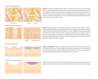 87
ЧетвъртиятосновенкомпонентнаSeroxbyLRебиополимеротбадемовипротеини.Тойсенатрупвавнеравната
повърхностнакожата,катосъздаватънък,ноустойчивиеластиченслой,койтоизглаждаконтуритеналицето.
Увеличено сечение: нервни клетки
Увеличено сечение: колагенови влакна
Увеличено сечение: епидермис
Увеличено сечение: кожна повърхност
Нервна клетка Синапс
Argireline® е протеин, който обратимо блокира синапсите на нервните пътища в кожата. По този начин преда-
ванетонастимулиотнервнитеклеткикъммускулитесепрекъсва,коетопозволяванамускулитедасеотпуснат
и да отпочинат за няколко часа. От друга страна, силно отровният ботулинов токсин, който много хора си ин-
жектиратподкожно,въпрекиболката,коятосъпътствапроцедурата,причинявапарализиращефект.Тестовете,
проведени с активната съставка Argireline®, показват, че при 30-дневна редовна употреба е възможно мими-
ческите бръчки да станат с до 60% по-плитки.
Ameliox®
Ameliox® е липозомен комплекс, който подпомага действието на активната съставка Argireline®. Ameliox® се
натрупва между спираловидните структури на колагеновите влакна и осигурява трайното правилно срещупо-
ложно положение на всички влакна. При дълготрайно механично натоварване (използваме някои лицеви
мускули 400 пъти в секунда), може да стане така, че отделни колагенови влакна да се„сблъскат“ и да се за-
лепят едно за друго. Резултатът е образуването на твърди, нееластични структури на едно място, докато на
друго липсва поддържащото действие на колагена. Това причинява образуване на линии и бръчки. Освен това
Ameliox® ефективно улавя свободните радикали.
HyaluronicFillingSpheres®едругначинзаборбасбръчките.Чрезкожатагубимвода.Товаепроцес,койтоне
забелязваме (освен при потене). Hyaluronic Filling Spheres представляват микрокапсули с изсушена чрез зам-
разяване хиалуронова киселина, които се абсорбират в кожата. Когато влязат в контакт с влага, те се издуват и
запълват празното пространство под бръчките. Така линиите са изтласкани навън.
Колагенови влакна
Argireline®
 