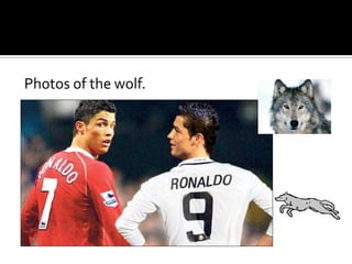 Photos of the wolf.