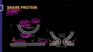 LRR Microbiology Part 2.pdf for mbbs student revision | PDF