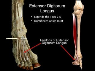 Slideshow: The Foot | PPT