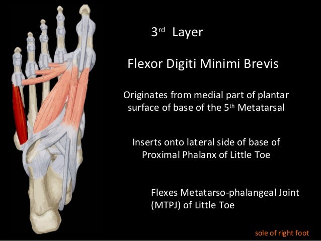 Slideshow: The Foot