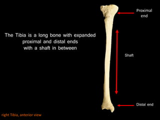 The Tibia is a long bone with expanded
proximal and distal ends
with a shaft in between
Proximal
end
Distal end
Shaft
right Tibia, anterior view
 