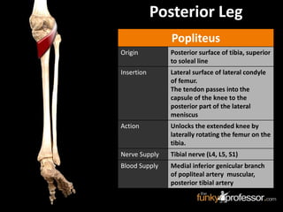 Popliteus
Origin Posterior surface of tibia, superior
to soleal line
Insertion Lateral surface of lateral condyle
of femur.
The tendon passes into the
capsule of the knee to the
posterior part of the lateral
meniscus
Action Unlocks the extended knee by
laterally rotating the femur on the
tibia.
Nerve Supply Tibial nerve (L4, L5, S1)
Blood Supply Medial inferior genicular branch
of popliteal artery muscular,
posterior tibial artery
Posterior Leg
 