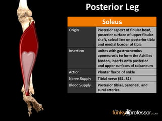 Soleus
Origin Posterior aspect of fibular head,
posterior surface of upper fibular
shaft, soleal line on posterior tibia
and medial border of tibia
Insertion unites with gastrocnemius
aponeurosis to form the Achilles
tendon, inserts onto posterior
and upper surfaces of calcaneum
Action Plantar flexor of ankle
Nerve Supply Tibial nerve (S1, S2)
Blood Supply Posterior tibial, peroneal, and
sural arteries
Posterior Leg
 