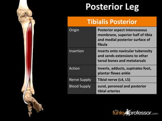 Tibialis Posterior
Origin Posterior aspect interosseous
membrane, superior half of tibia
and medial posterior surface of
fibula
Insertion Inserts onto navicular tuberosity
and sends extensions to other
tarsal bones and metatarsals
Action Inverts, adducts, supinates foot,
plantar flexes ankle
Nerve Supply Tibial nerve (L4, L5)
Blood Supply sural, peroneal and posterior
tibial arteries
Posterior Leg
 