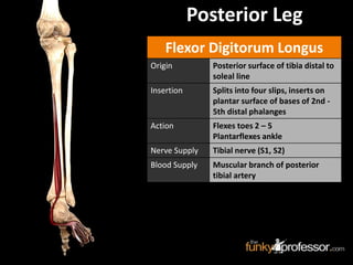 Flexor Digitorum Longus
Origin Posterior surface of tibia distal to
soleal line
Insertion Splits into four slips, inserts on
plantar surface of bases of 2nd -
5th distal phalanges
Action Flexes toes 2 – 5
Plantarflexes ankle
Nerve Supply Tibial nerve (S1, S2)
Blood Supply Muscular branch of posterior
tibial artery
Posterior Leg
 